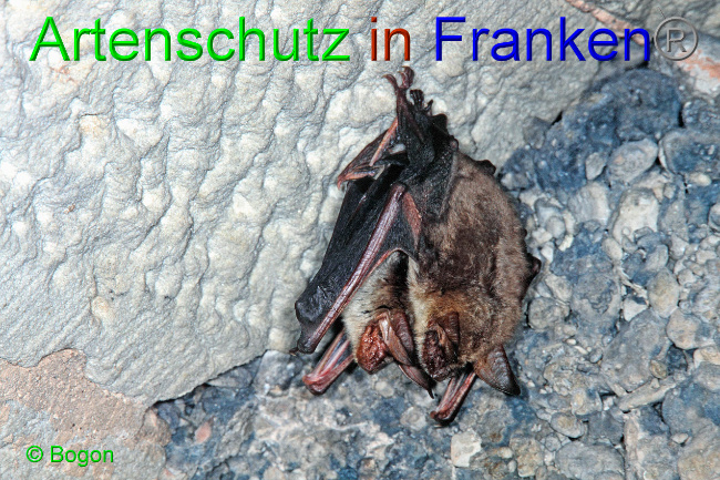 © Artenschutz in Franken® / Bogon Bild zum Eintrag (1033640-160)