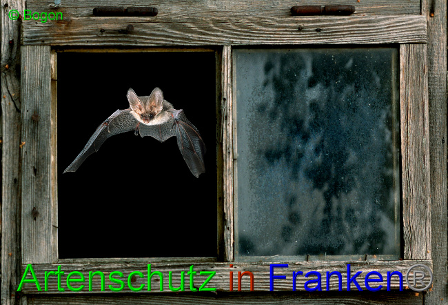 © Artenschutz in Franken® / Bogon Bild zum Eintrag (1033641-160)