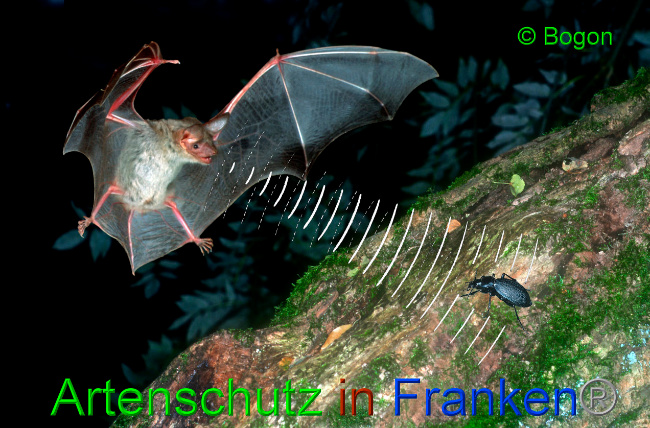 © Artenschutz in Franken® / Bogon Bild zum Eintrag (1033648-160)