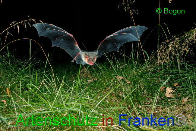 © Artenschutz in Franken® / Bogon Bild zum Eintrag (1033650-160)