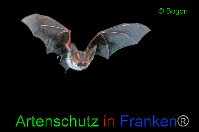 © Artenschutz in Franken® / Bogon Bild zum Eintrag (1033651-160)