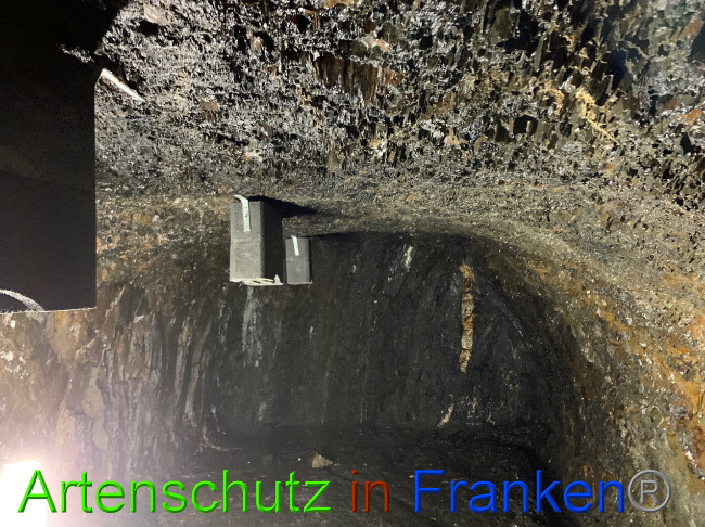 © Artenschutz in Franken® Bild zum Eintrag (1033828-160)