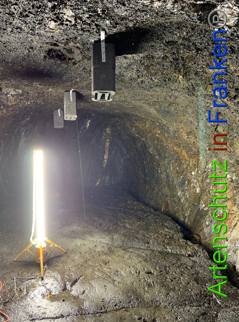 © Artenschutz in Franken® Bild zum Eintrag (1033829-160)