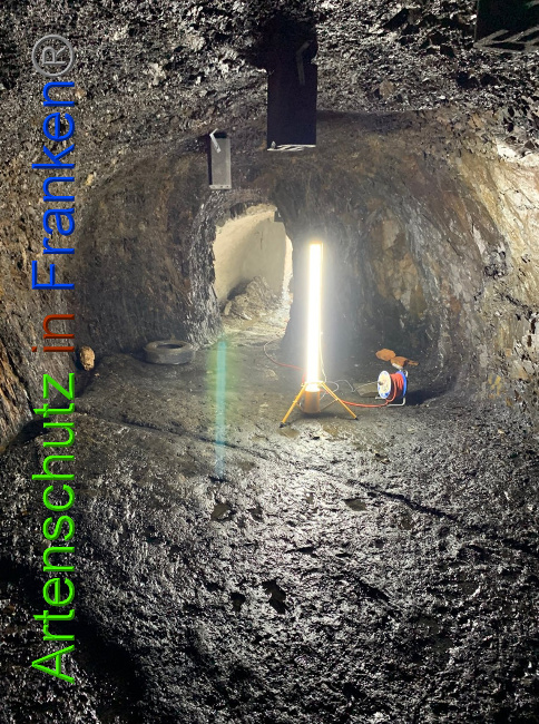 © Artenschutz in Franken® Bild zum Eintrag (1033837-160)