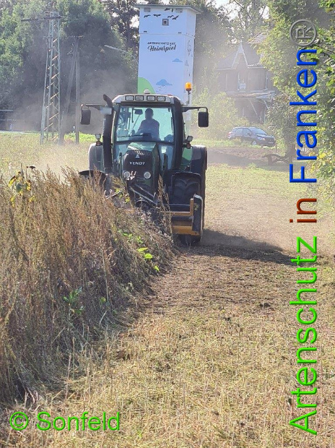 © Artenschutz in Franken® / Sonfeld Bild zum Eintrag (1034148-160)