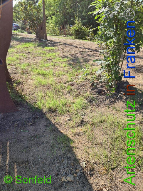 © Artenschutz in Franken® / Sonfeld Bild zum Eintrag (1034149-160)