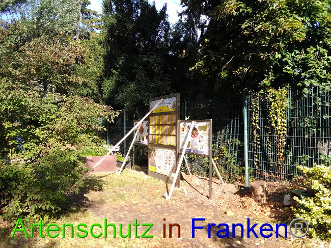 © Artenschutz in Franken® Bild zum Eintrag (1034407-160)