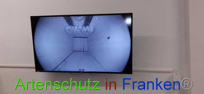 © Artenschutz in Franken® Bild zum Eintrag (1034556-160)