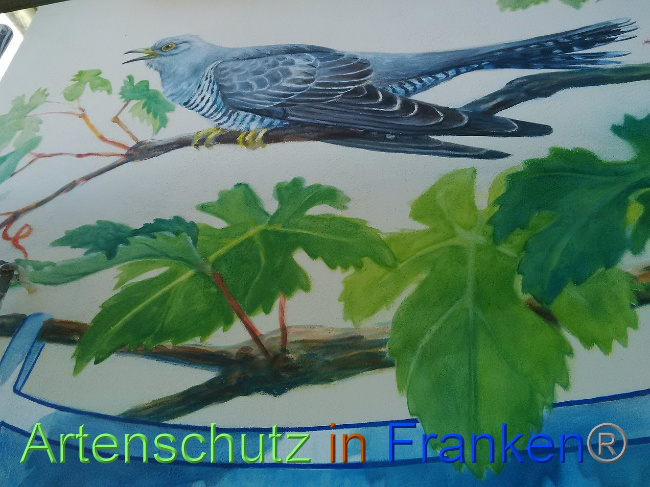 © Artenschutz in Franken® Bild zum Eintrag (1035014-160)