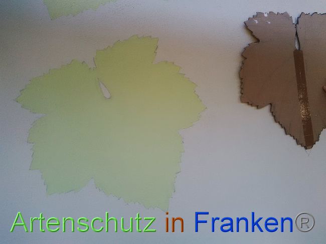 © Artenschutz in Franken® Bild zum Eintrag (1035019-160)