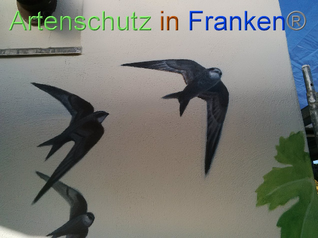 © Artenschutz in Franken® Bild zum Eintrag (1035021-160)