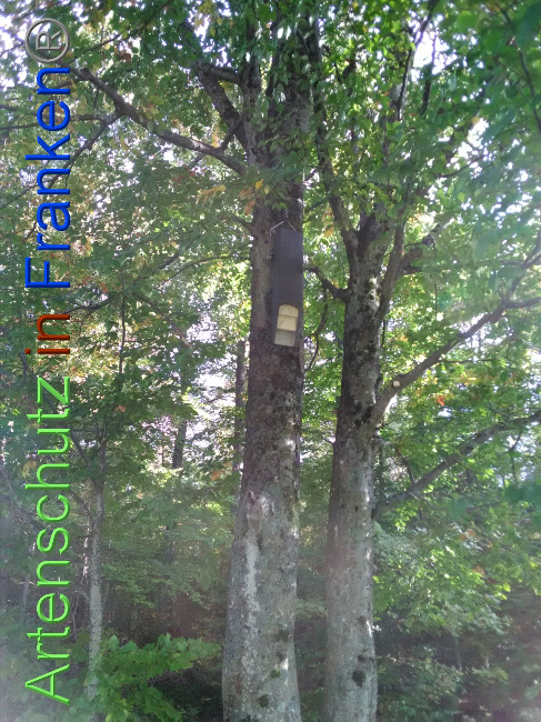 © Artenschutz in Franken® Bild zum Eintrag (1035218-160)