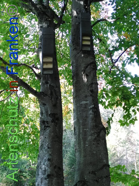 © Artenschutz in Franken® Bild zum Eintrag (1035219-160)