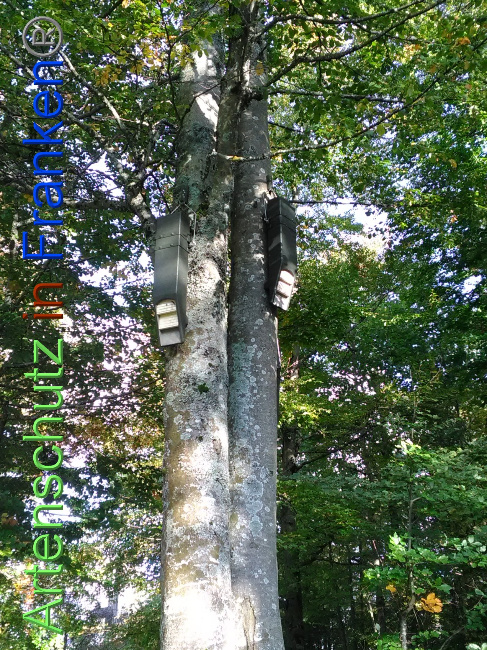 © Artenschutz in Franken® Bild zum Eintrag (1035220-160)