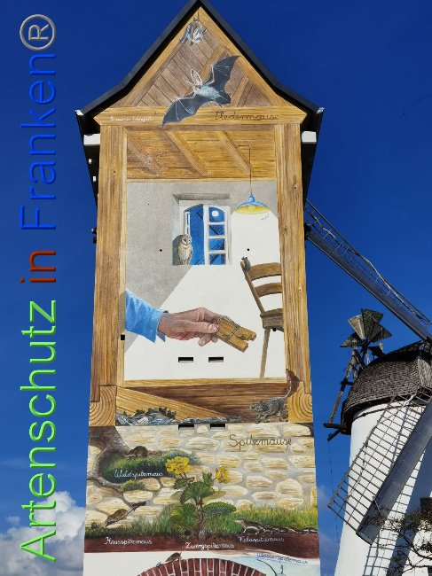 © Artenschutz in Franken® / Vennemann Bild zum Eintrag (1035225-160)