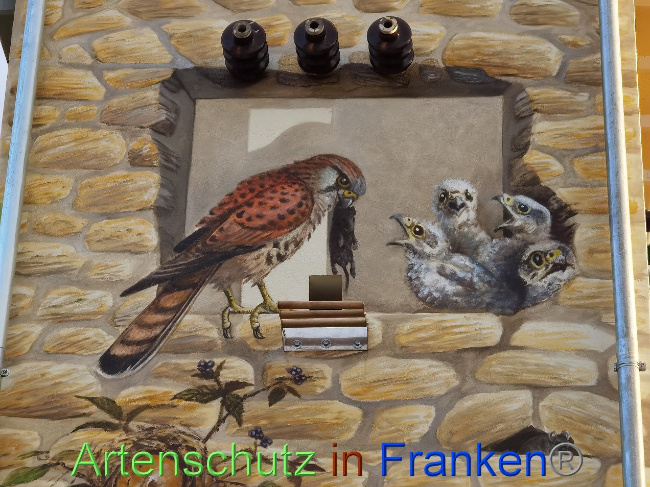© Artenschutz in Franken® / Vennemann Bild zum Eintrag (1035233-160)