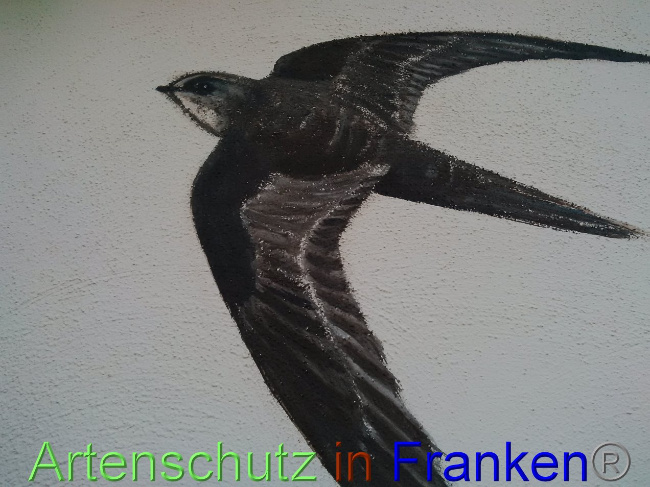© Artenschutz in Franken® Bild zum Eintrag (1035312-160)