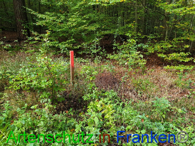 © Artenschutz in Franken® Bild zum Eintrag (1035607-160)