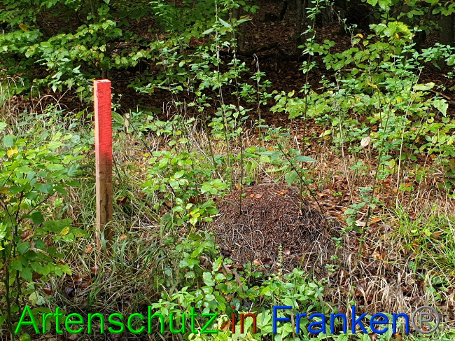 © Artenschutz in Franken® Bild zum Eintrag (1035608-160)