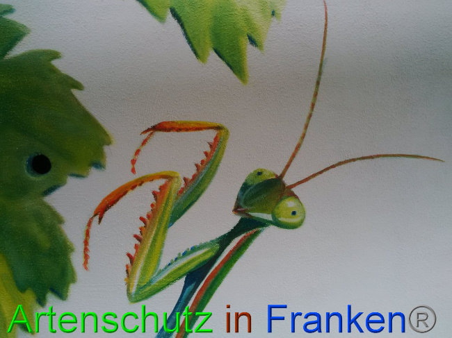 © Artenschutz in Franken® Bild zum Eintrag (1035641-160)