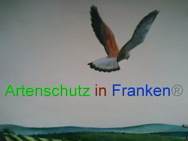 © Artenschutz in Franken® Bild zum Eintrag (1035643-160)