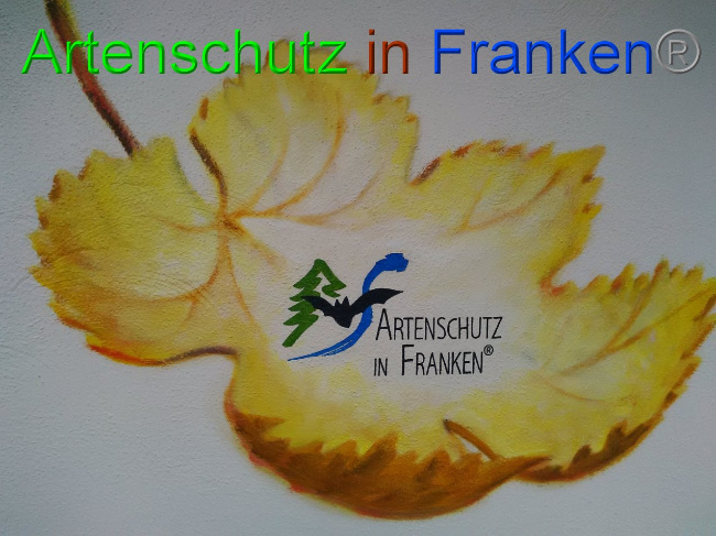 © Artenschutz in Franken® Bild zum Eintrag (1035644-160)