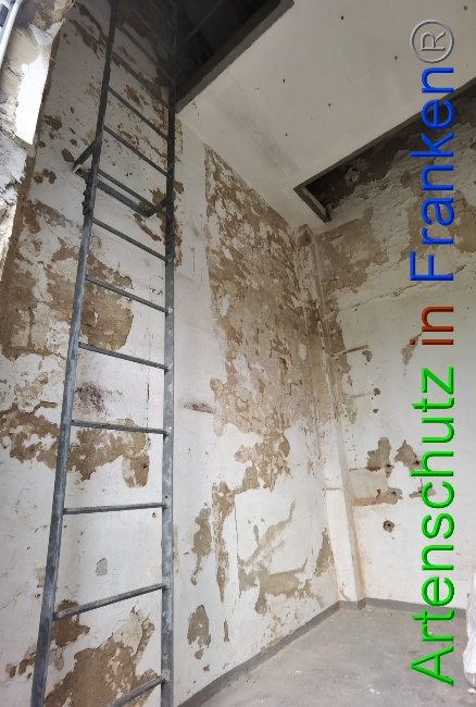 © Artenschutz in Franken® / Vennemann Bild zum Eintrag (1035887-160)