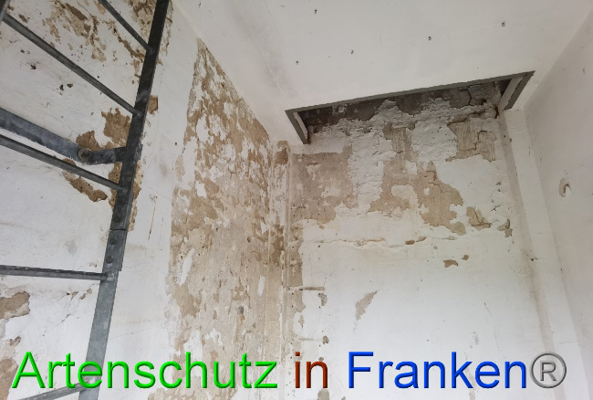 © Artenschutz in Franken® / Vennemann Bild zum Eintrag (1035888-160)