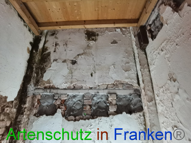 © Artenschutz in Franken® / Vennemann Bild zum Eintrag (1035889-160)