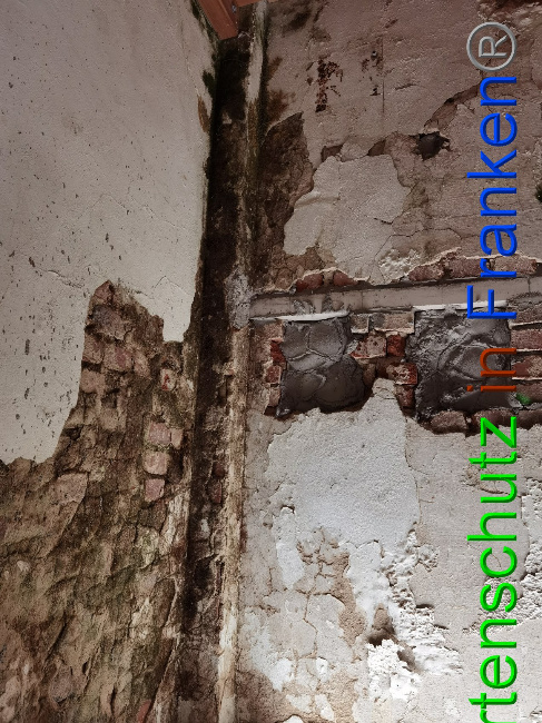 © Artenschutz in Franken® / Vennemann Bild zum Eintrag (1035893-160)