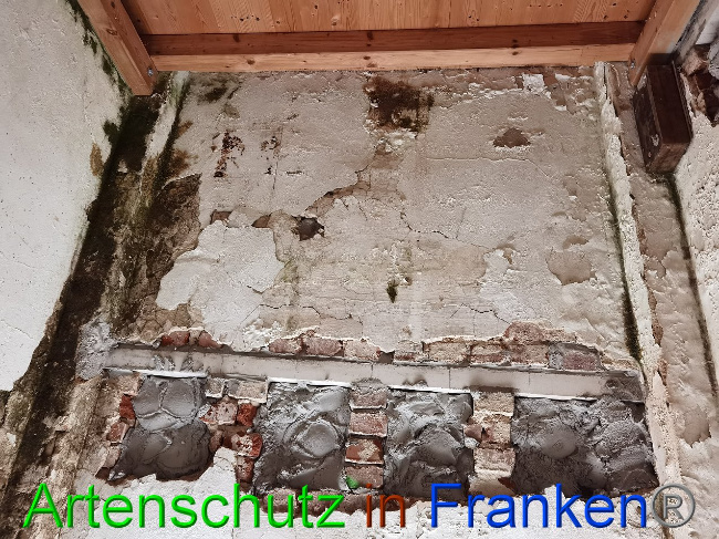 © Artenschutz in Franken® / Vennemann Bild zum Eintrag (1035894-160)