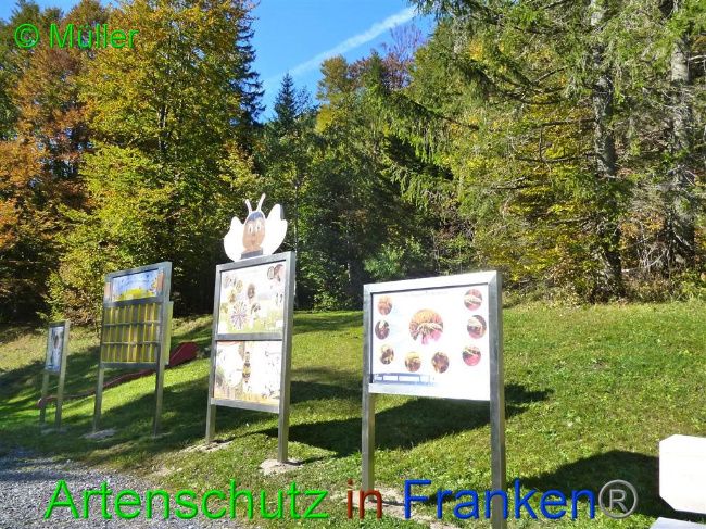 © Artenschutz in Franken® / Müller Bild zum Eintrag (1035963-160)
