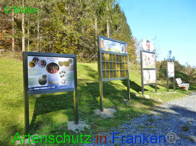 © Artenschutz in Franken® / Müller Bild zum Eintrag (1035965-160)