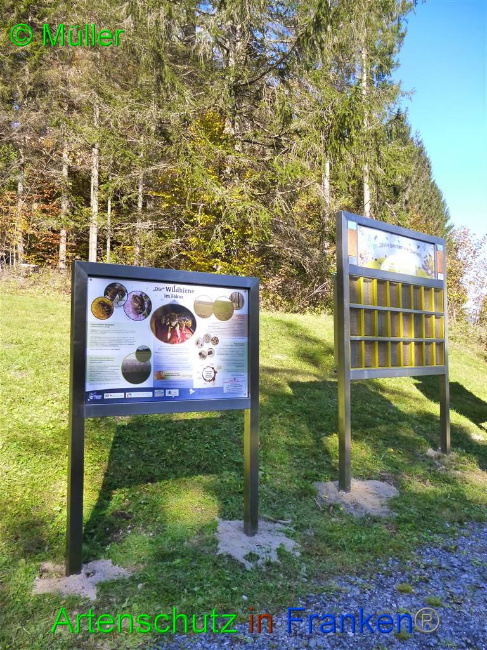 © Artenschutz in Franken® / Müller Bild zum Eintrag (1035966-160)