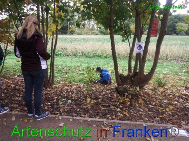 © Artenschutz in Franken® / Sonfeld Bild zum Eintrag (1036359-160)