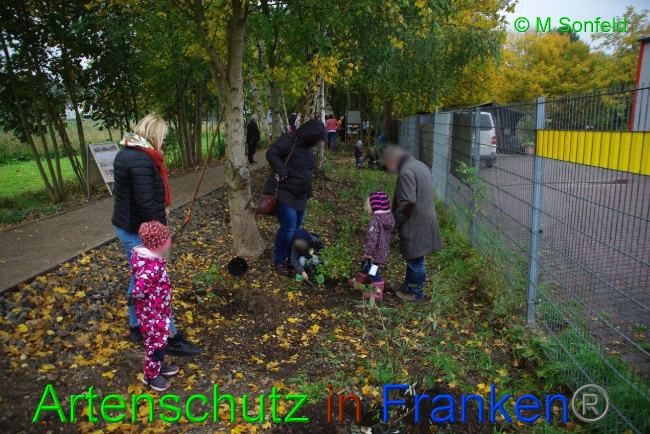 © Artenschutz in Franken® / Sonfeld Bild zum Eintrag (1036360-160)