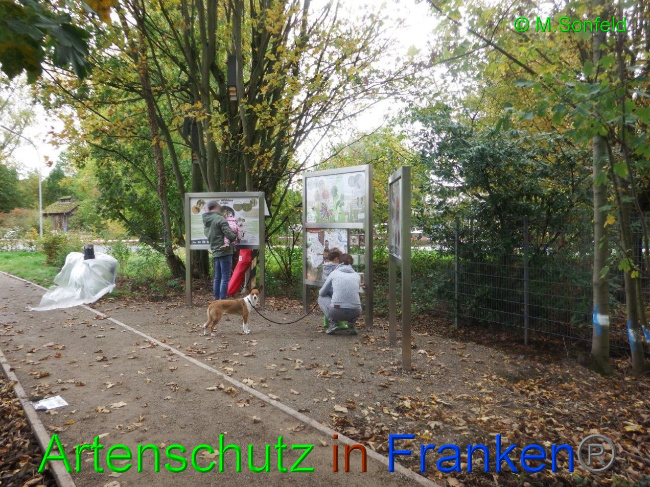 © Artenschutz in Franken® / Sonfeld Bild zum Eintrag (1036371-160)