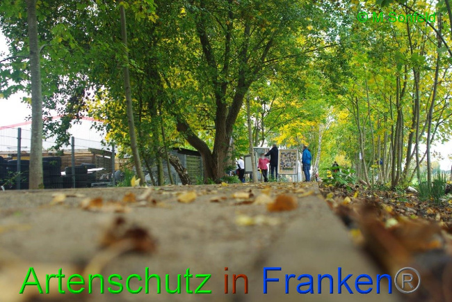© Artenschutz in Franken® / Sonfeld Bild zum Eintrag (1036372-160)