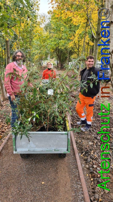 © Artenschutz in Franken® / Sonfeld Bild zum Eintrag (1036386-160)