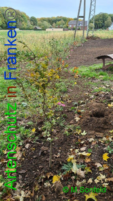 © Artenschutz in Franken® / Sonfeld Bild zum Eintrag (1036389-160)