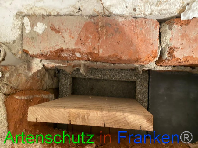 © Artenschutz in Franken® / Keber Bild zum Eintrag (1036936-160)