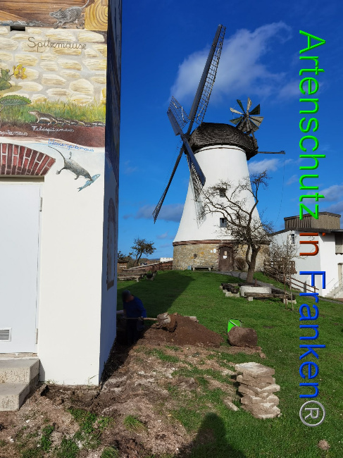 © Artenschutz in Franken® / Vennemann Bild zum Eintrag (1037003-160)
