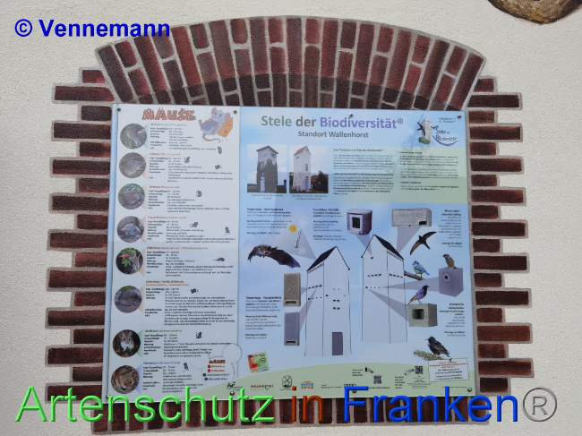 © Artenschutz in Franken® / Vennenmann Bild zum Eintrag (1038533-160)