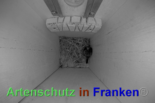 © Artenschutz in Franken® Bild zum Eintrag (1038583-160)