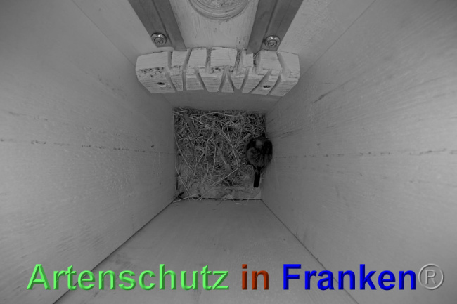 © Artenschutz in Franken® Bild zum Eintrag (1038584-160)