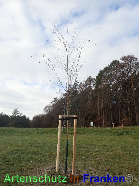 © Artenschutz in Franken® Bild zum Eintrag (1038807-160)