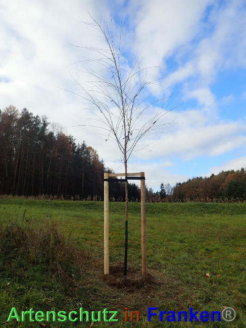 © Artenschutz in Franken® Bild zum Eintrag (1038809-160)