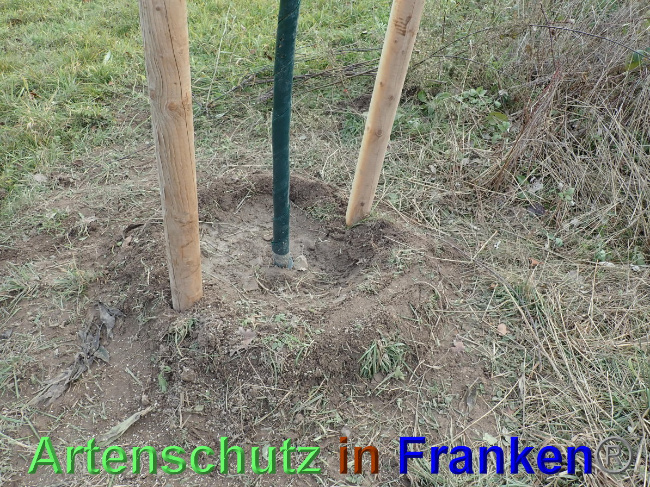 © Artenschutz in Franken® Bild zum Eintrag (1038811-160)