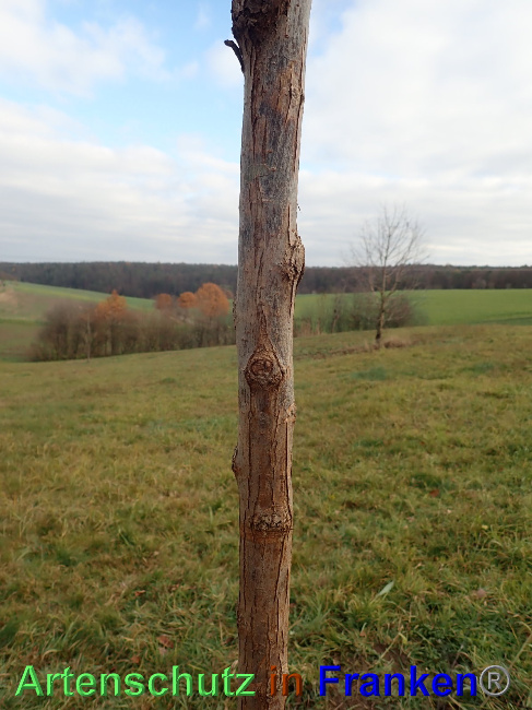 © Artenschutz in Franken® Bild zum Eintrag (1038815-160)