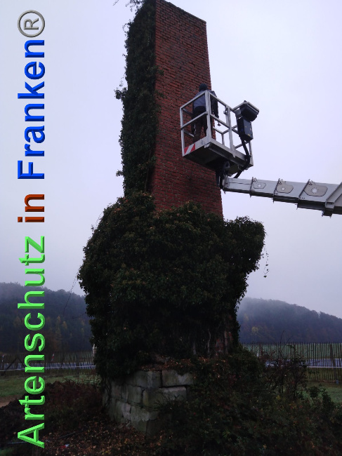 © Artenschutz in Franken® Bild zum Eintrag (1038923-160)